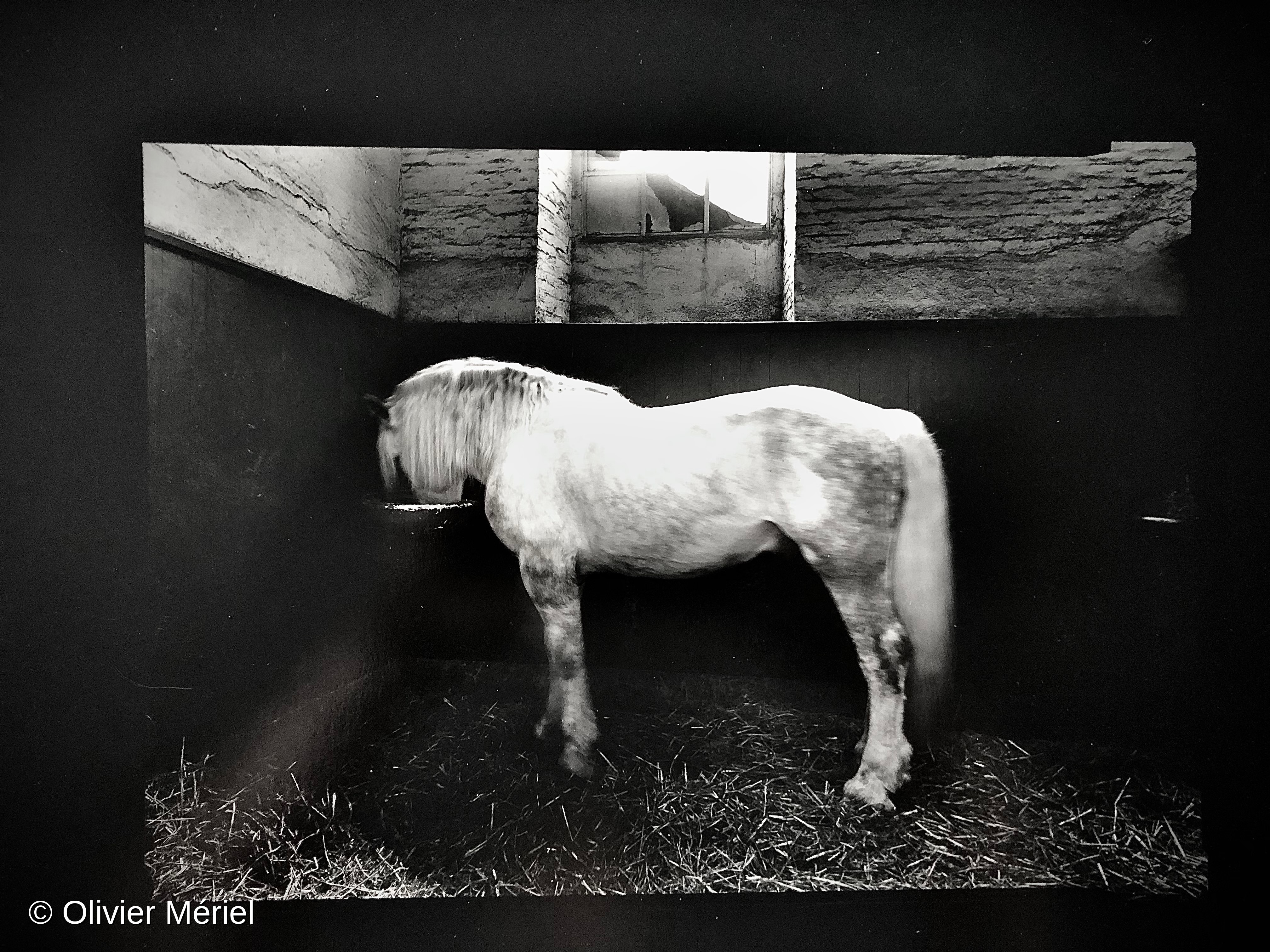 Le Haras du Pin: France’s National Stud — photo 4
