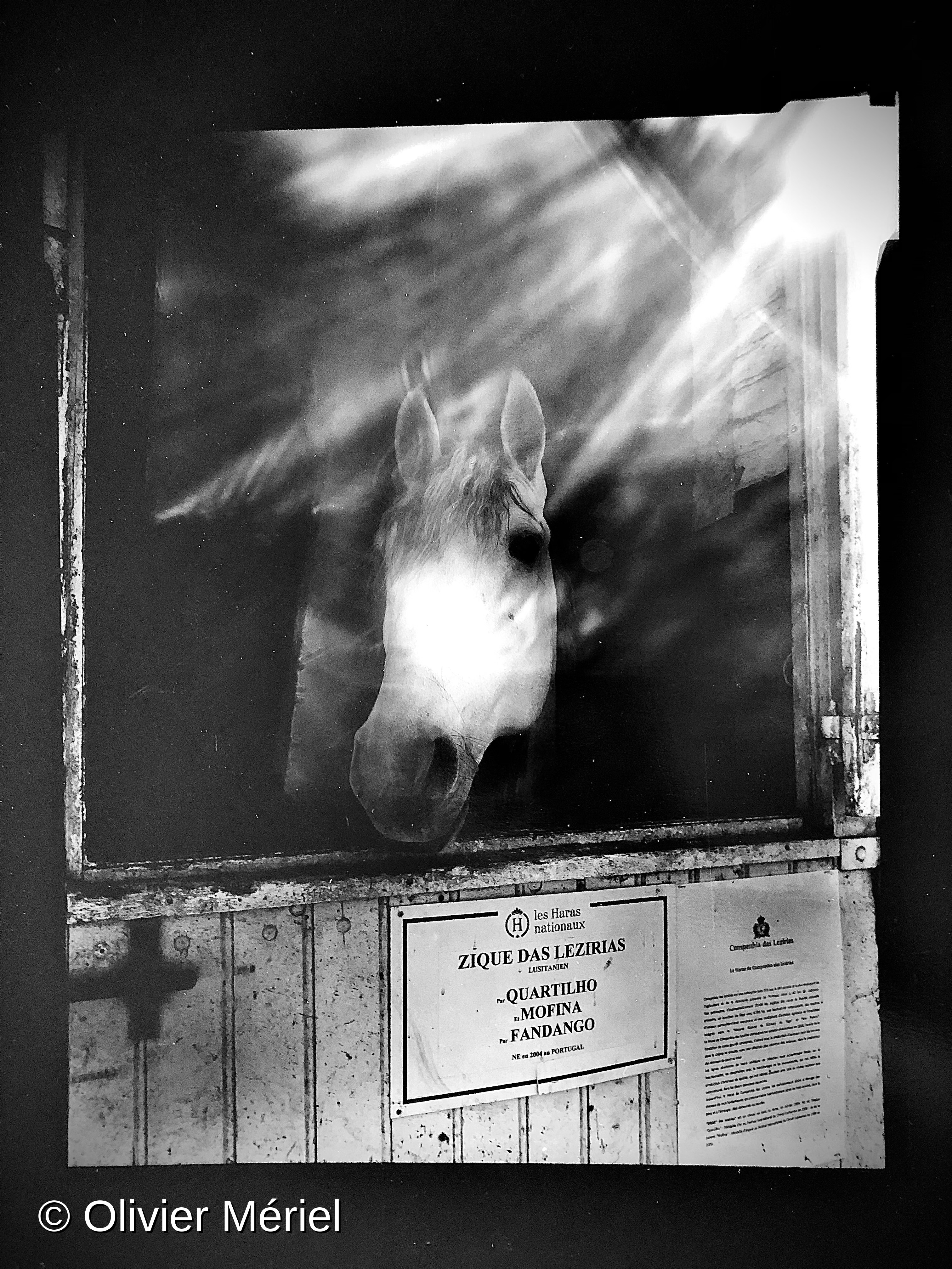 Le Haras du Pin: France’s National Stud — photo 5