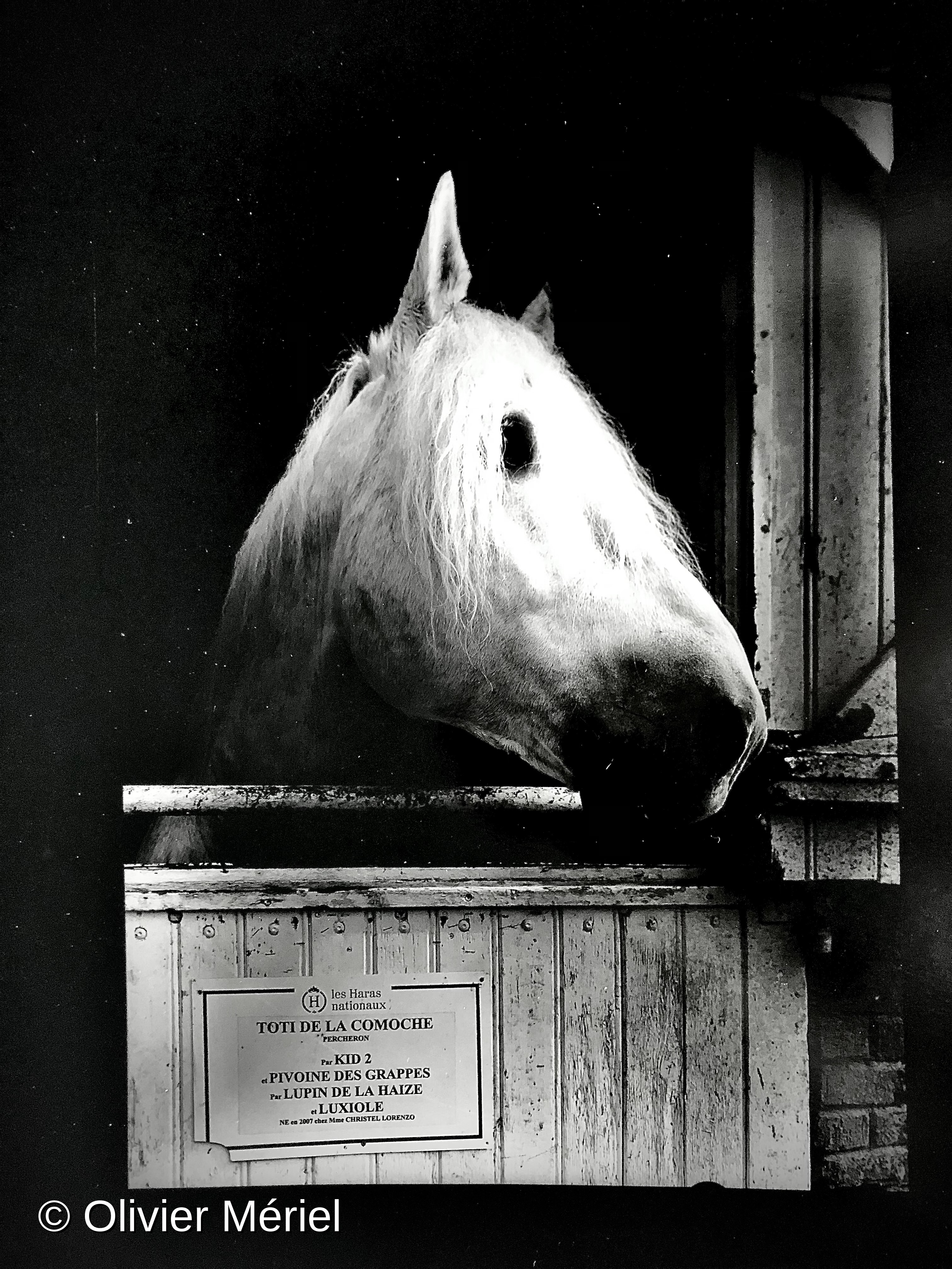 Le Haras du Pin: France’s National Stud — photo 6